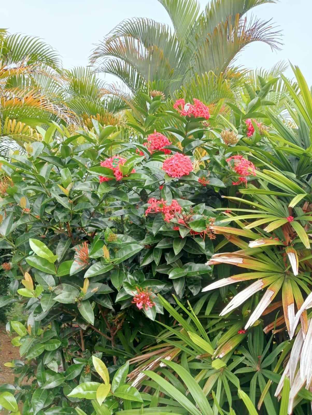 Studio A Sofaia Sainte-Rose Luaran gambar